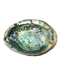 Govinda Hand Selected Abalone Shell 6 Inches