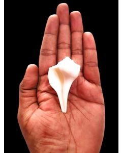 Indianstore4all Kudi Shanku Dakshinavarti Kudi Shankh Shank Dakshinavarti Shankh 15 inch White Lakshmi Valampuri Kudi Shanku Sangu Shankh Dakshinavarti ShankhLaxmi Shankh